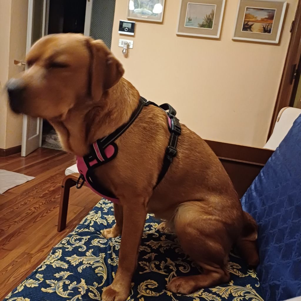 Cane ospite su divano