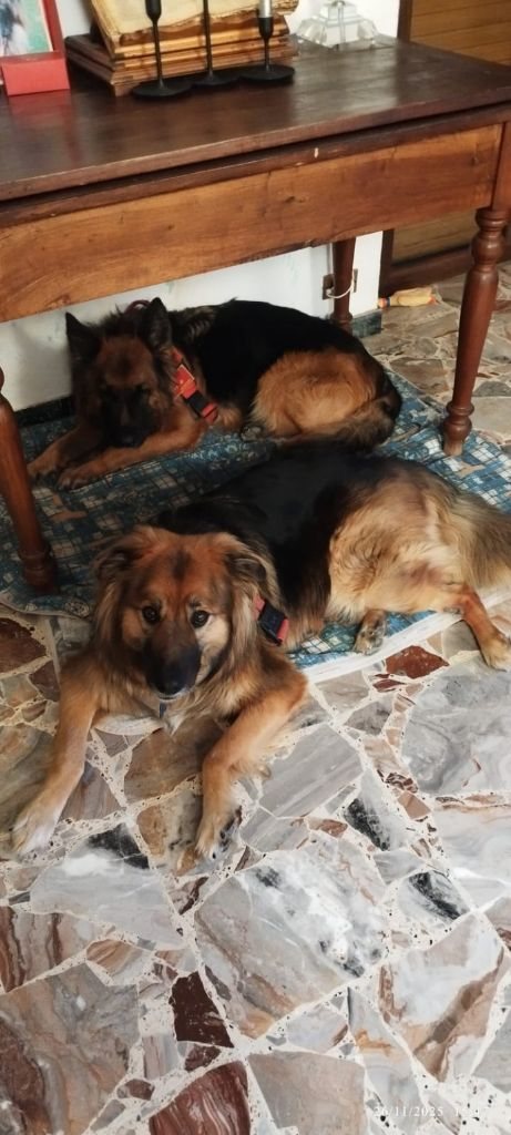 Cani ospiti in casa