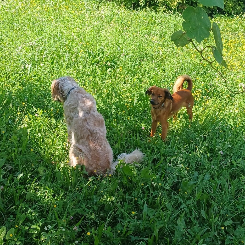 Cani nel prato