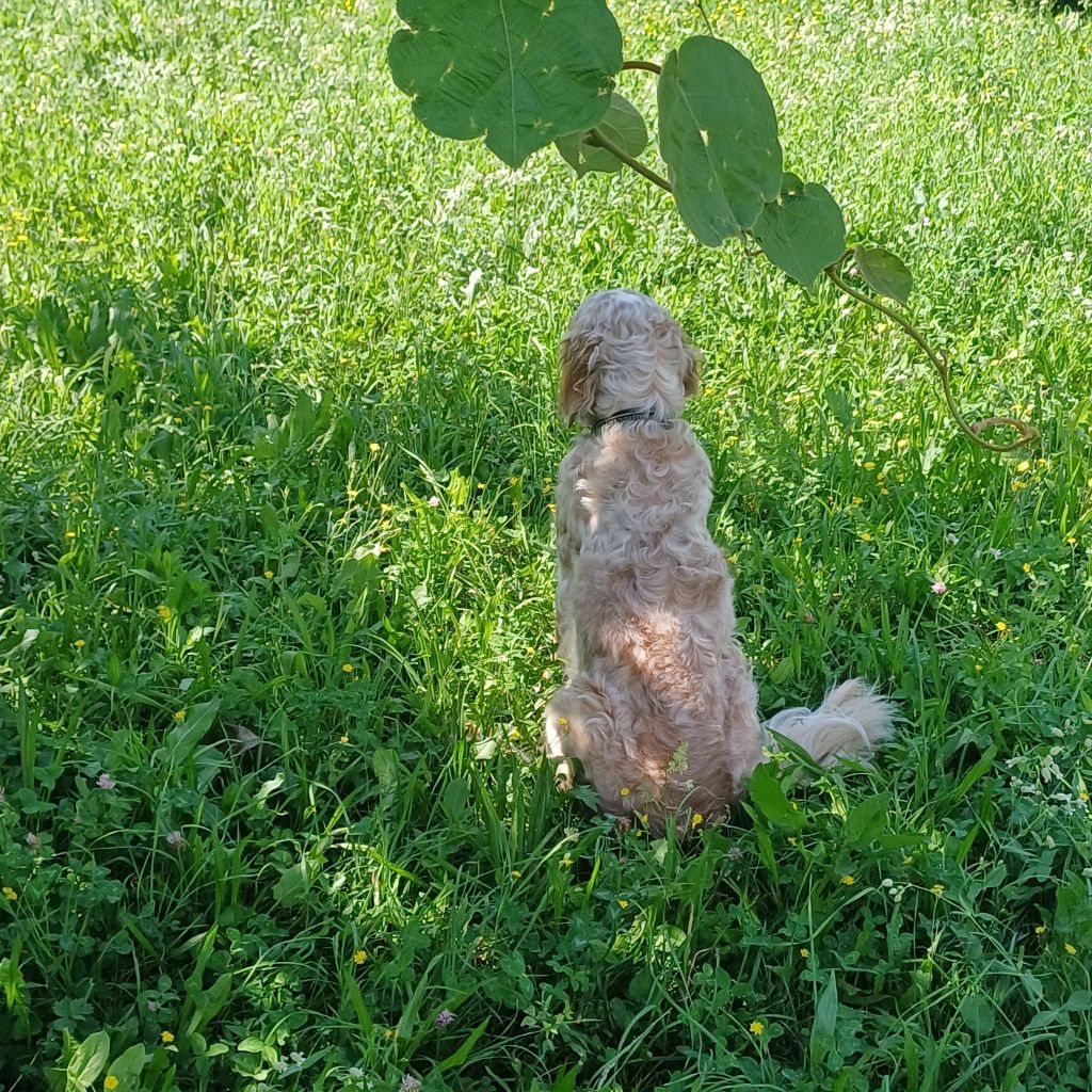Cane nel prato