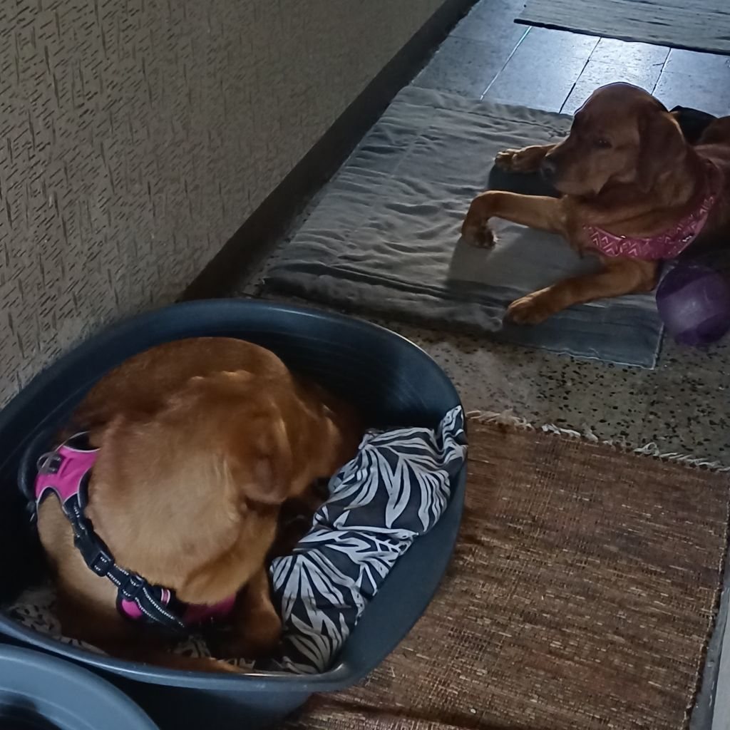 Cani in zona relax
