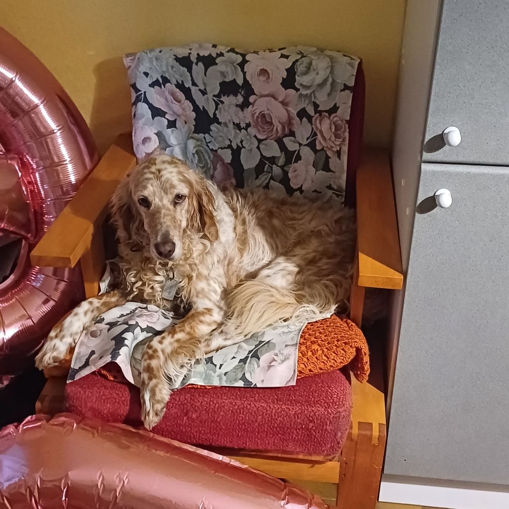Cane in poltrona